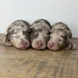 Clover - Dapple female Dachshund puppy in Squires, Missouri from Hudson’s Hounds