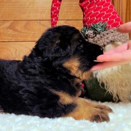 Blue Collar - Male - Black and red male German Shepherd puppy in Charlotte, North Carolina from Zuflucht K9s