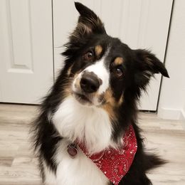 Border Collies from AWE Border Collies