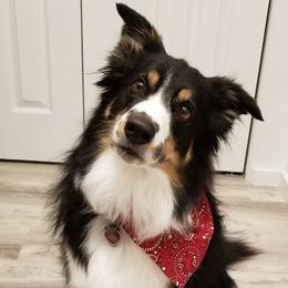 Border Collies from AWE Border Collies