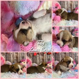 Australian Shepherd and Pembroke Welsh Corgi Puppies from Lewis Aussie’s & Corgi’s