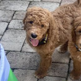 Goldendoodles from Heavenly Doodles