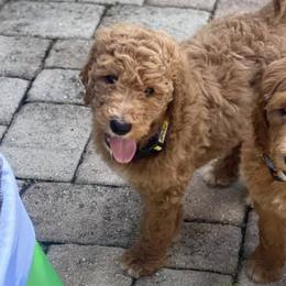 Goldendoodles from Heavenly Doodles