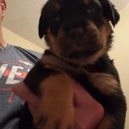 Green girl - Black and mahogany female Rottweiler puppy in Colorado Springs, Colorado from Von Locher Rotties