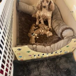Goldendoodle and Poodle Puppies from Hyco Lake Doodles and Poodles