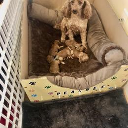 Goldendoodle and Poodle Puppies from Hyco Lake Doodles and Poodles