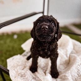 Cerberus - Black male Labradoodle puppy in Elizabeth City, North Carolina from Howdy Doodles