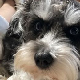 Miniature Schnauzers and Schnoodles from Rose’s Farm