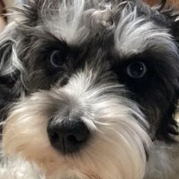 Miniature Schnauzers and Schnoodles from Rose’s Farm