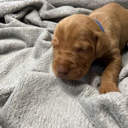 Blue - Golden rust male Vizsla puppy in Maineville, Ohio from Izabella Vizslas