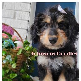 Aussiedoodle, Bernedoodle, and Goldendoodle Puppies from Johnson's Doodles