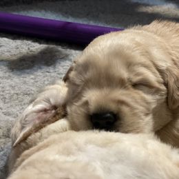 Golden Retriever Puppies from Riverstone Goldens