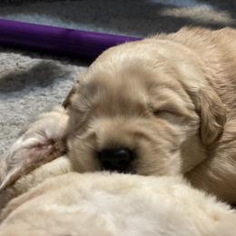 Golden Retriever Puppies from Riverstone Goldens