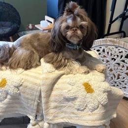 Milkshake - Chocolate and tan female Shih Tzu puppy in Glens Falls, New York from Shih Tzus N Giggles
