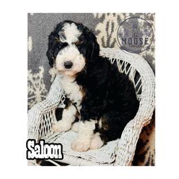 Saloon - Tri-color female Bernedoodle puppy in Belleville, Michigan from Moose Tracks Bernedoodles