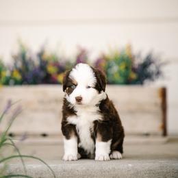 Rex - Red tri male Miniature Australian Shepherd puppy in Pocatello, Idaho from R Heart Mini Aussies