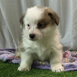 Boy 2 - Red male Pembroke Welsh Corgi puppy in Moulton, Alabama from Reed's Pembroke Corgi Welsh
