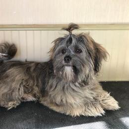 Norbu - Lhasa Apso