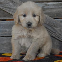 Male 1 of 6 - Cream male Goldendoodle puppy in Macedon, New York from Toodles Goldendoodles