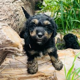 Udon - Black tri-color Aussiedoodle puppy in Watertown, Wisconsin from Little Bear Paws Aussiedoodles