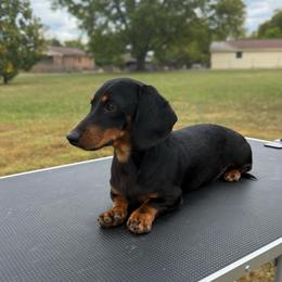 Ryder - Dachshund