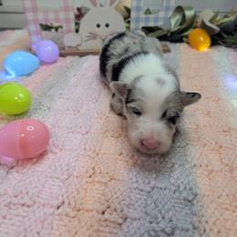 Jellybean - Blue merle female Border Collie puppy in Fallon, Nevada from Royal R Ranch