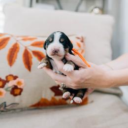 Coconut - Tri-color male Bernedoodle puppy in Murray, Utah from Sun Valley Doodles