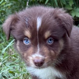 Shawnee - Red tri-color male Australian Shepherd puppy in Eubank, Kentucky from Red Feather Aussies