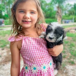 American Bully, Bernedoodle, Poodle, Sheepadoodle, and Whoodle Puppies from Wonderland’s Boujie Kennels