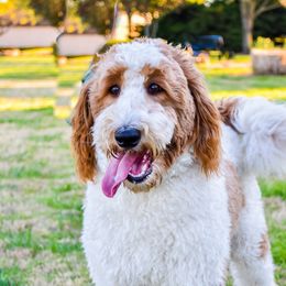 Sage - Goldendoodle