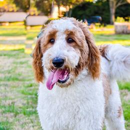 Sage - Goldendoodle