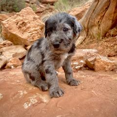 Aussiedoodle and Leopardoodle Puppies from A Puppy Crush