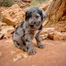 Aussiedoodle and Leopardoodle Puppies from A Puppy Crush