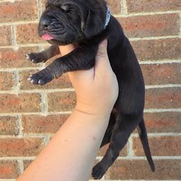 Padfoot - Black male Great Dane puppy in Arlington, Texas from Scoober Danes