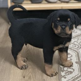 Rottweilers from PNW Rotties & Frenchies