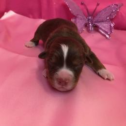 Pembroke Welsh Corgi, Miniature Australian Shepherd, and Toy Australian Shepherd Puppies from Midwest Mini/Toy Aussies