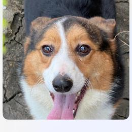 Gunshot - Black and tan male Pembroke Welsh Corgi puppy in Heyworth, Illinois from Schumaker Corgis