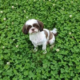 Rosie - Liver and white female Shih Tzu puppy in Vinita, Oklahoma from Locust Creek Shih Tzu & Havanese