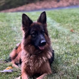Goldy - German Shepherd