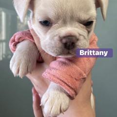 French Bulldog Puppies from Lucero's Frenchies
