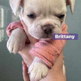 French Bulldog Puppies from Lucero's Frenchies