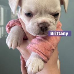 French Bulldog Puppies from Lucero's Frenchies