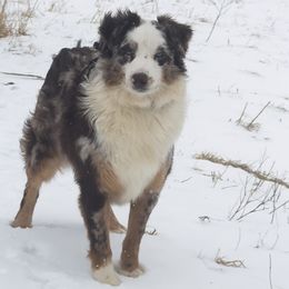 Canik - Australian Shepherd