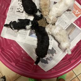Poodle Puppies from Alysia Saleice Estes