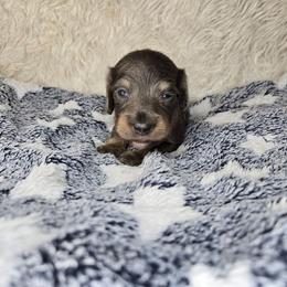 Patriot - Blue and tan male Dachshund puppy in Lubbock, Texas from West Texas Dachshunds LLC
