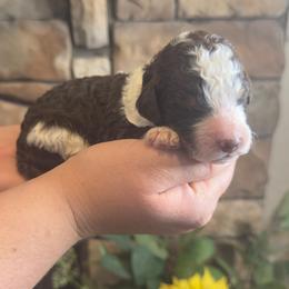 Cash - Chocolate male Goldendoodle puppy in Sanderson, Florida from Serenity Goldendoodles