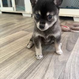 Female 1 - Black and white female Alaskan Klee Kai puppy in Beverly Hills, Florida from Lucky Charm Klee Kai