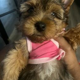 Penny 3000 - Merle female Yorkipoo puppy in Gastonia, North Carolina from Dynasty Kennel