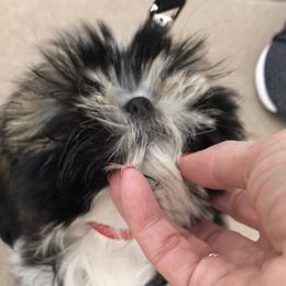 Shih Tzu Puppies from Willow Lane Shih Tzus