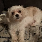 Gypsy - Shorkie